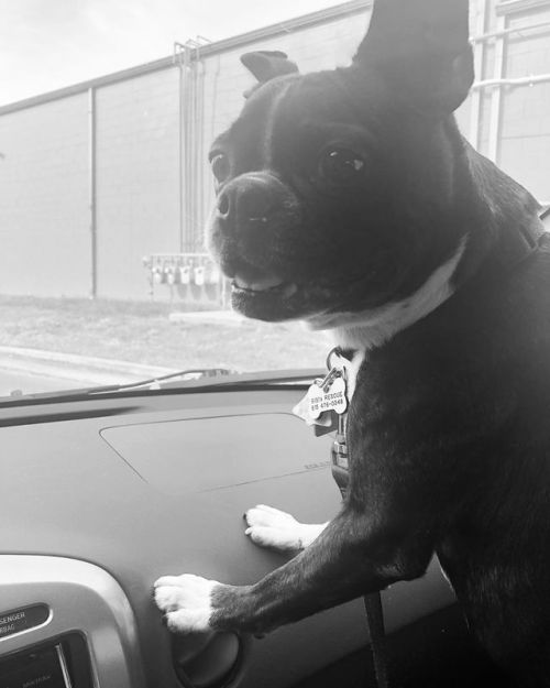 <p>Tfw you’re super smart and only have to go through the Starbucks drive through once before you recognize what’s about to happen. #miatheboston #puppuccino  (at Starbucks)<br/>
<a href="https://www.instagram.com/p/Bx0p6cpF51i/?igshid=99syenmq3mcy">https://www.instagram.com/p/Bx0p6cpF51i/?igshid=99syenmq3mcy</a></p>