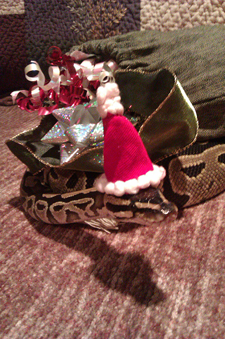 nastyjungle:  a late merry christmas from the little man!