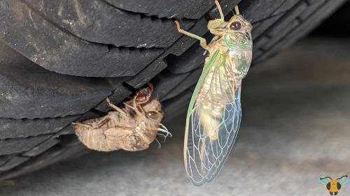 Dog-Day Cicada - Neotibicen canicularisWell, I hinted at this in a very important earlier post 