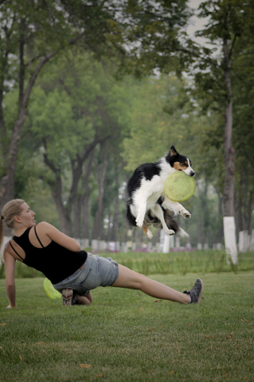 border collie