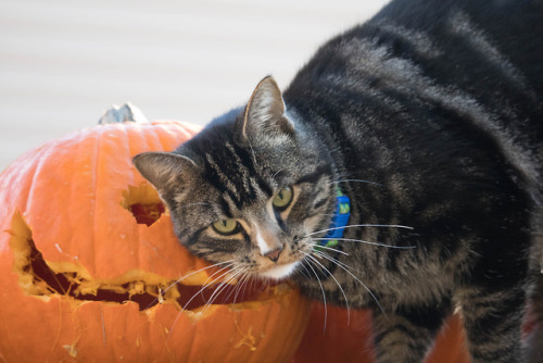 jack o lantern