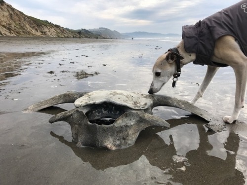 rocketsnacks:Cricket finds a whale vertebra (2018)