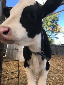 fluffbee:  Cows are the purest form of existence 