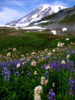 theencompassingworld:  justemoinue2:  Mount Rainier National Park  The World Around Us