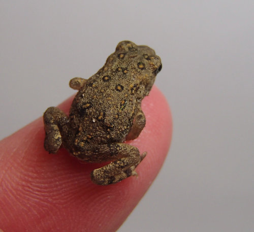 britsnana2:  6/5/15 Wee little Toad in my flower bed today. Soooo cute!!