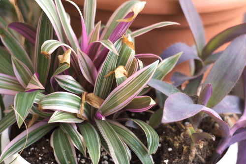 I repotted my Tradescantias so they now share a big planter and they’ve EXPLODED. This photo isn’t e