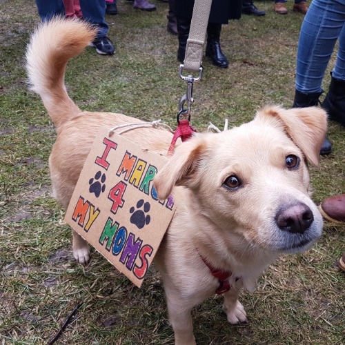 consolacions: puppers protesting (photos are not mine)