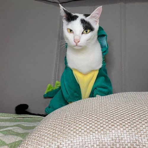 I m not NADYA, I’m a fierce dinosaur . . . #instacat #catsofinstagram #catlife #funnycats #cutecat