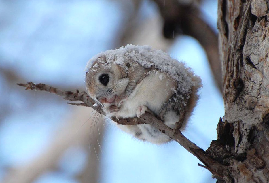nubbsgalore:  precious lil snowballs. (click pic or link for credit x, x, x)  