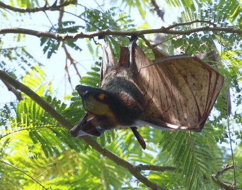 ainawgsd:The giant golden-crowned flying fox (Acerodon jubatus), also known as the golden-capped fru