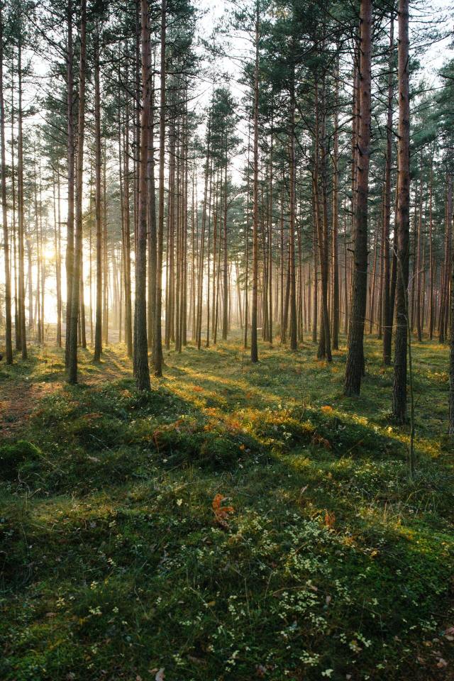 (by Michail Dementiev) #vertical#landscape#x#a#watsf #curators on tumblr #Michail Dementiev#trees#sunlight#woods#Russia