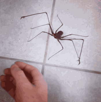 gifsboom:  Giant Whipscorpion. [video] 