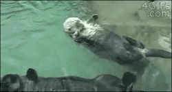 For Animated Gifs