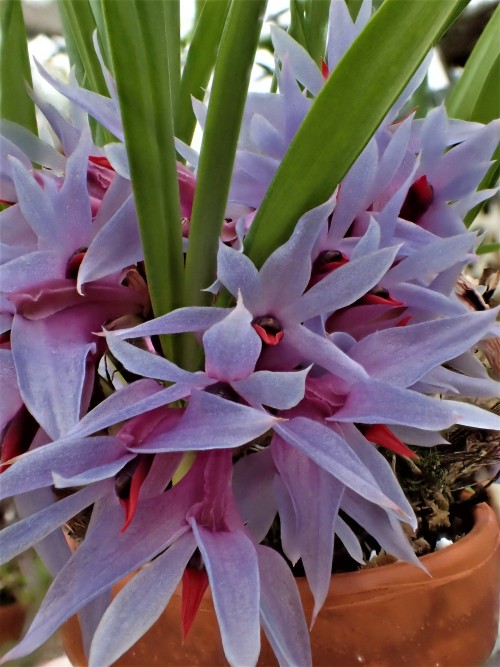 orchid-a-day:Dendrobium violaceum - blueSyn.: Pedilonum violaceumFebruary 27, 2021