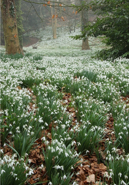 robert-hadley: Woodland with Snowdrops. Gloucestershire, England. Photo - Warren Photographic