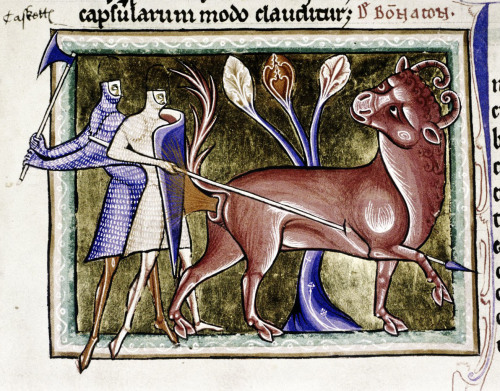 bonnacon and his fire fart‘The Ashmole Bestiary’, England 13th centuryBodleian Library, MS. Ashmole 