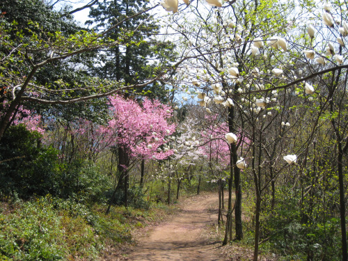 3枚の桜の写真は20100418に文殊山で写したものです。3枚目の白い花はコブシです。東京や西日本では桜が満開の写真がTumblrでもアップされていますが、福井では未だ桜の蕾は硬いようです。桜にちなん