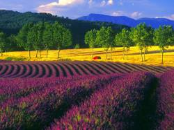 godotal:  Lavender Fields in Provence, France