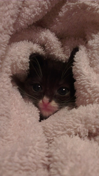 joesevenpack:  awwww-cute:  All bundled up  It’s a scary world out there. Kittens need cuddles. 
