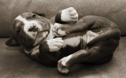 thefrogman:  Newborn Puppies: Dogs in Their