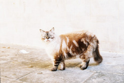 adorus:  untitled by Neta Dror on Flickr. 