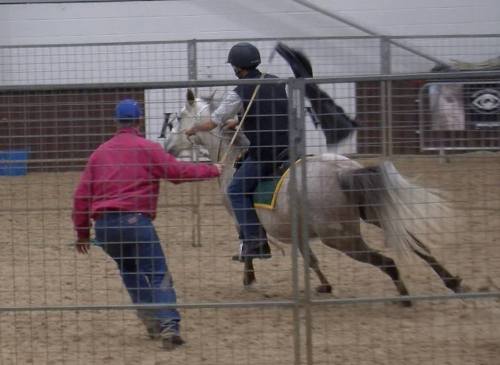 Sex equine-awareness:  One of the major selling pictures