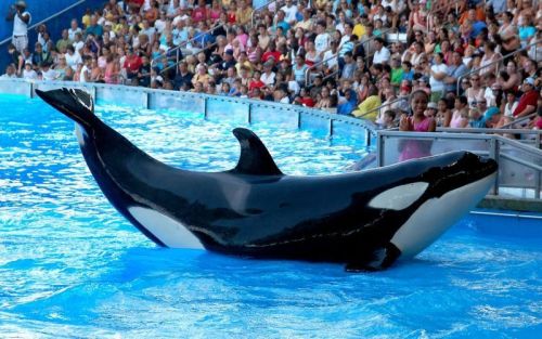 Gender: MalePod: N/APlace of Capture: Born at SeaWorld of FloridaDate of Capture: Born November 23, 
