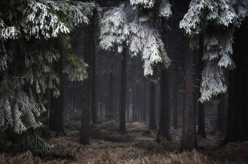 virtuallyinsane:“Winter in the woods” by Heiko Gerlicher / CC BY-NC-ND 4.0