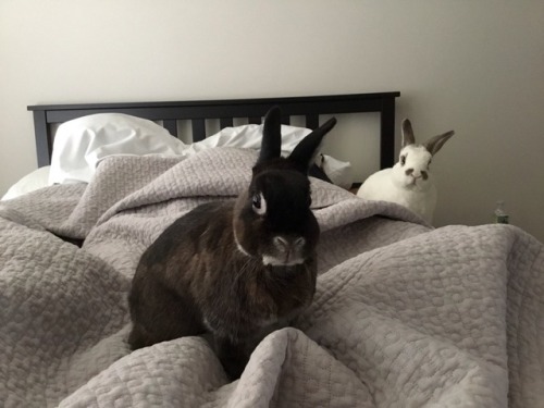 Wake up, it’s BUNDAY!