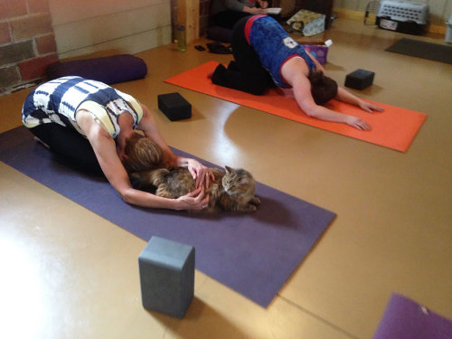 dressedupsoul:lezbebuds:littlebooklings:suaimhneas-croi:boredpanda:Yoga Studio Invites Shelter Cats 