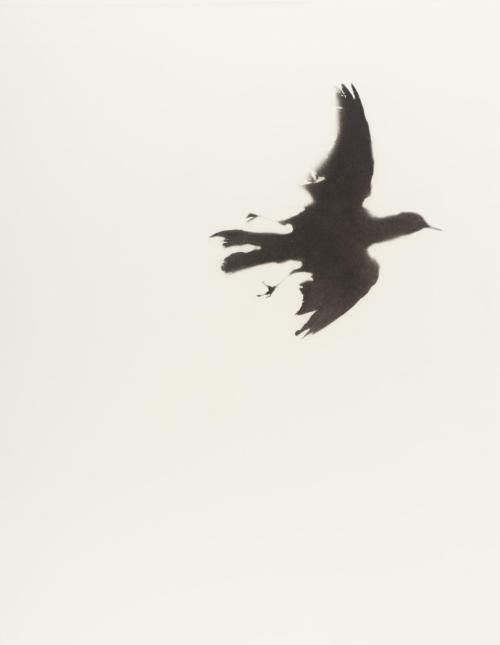 tate-museum: Blackbird II, Colin Self, 1970, TatePurchased 1999Size: image: 688 x 541 mmMedium: Etch