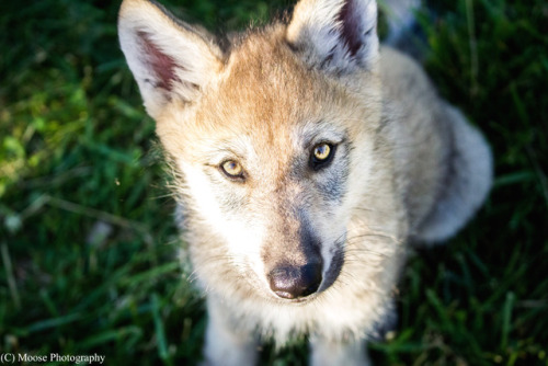 8 week old Sparrow (basically the most perfect wolf puppy ever)