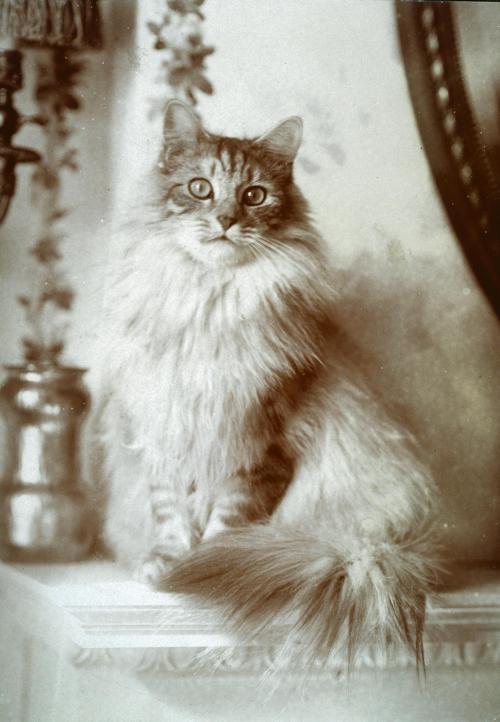 arkatrine: drcrowdpleaser: mostlycatsmostly: Cat seated on a mantle ca. 1903-1928 Photographer: 