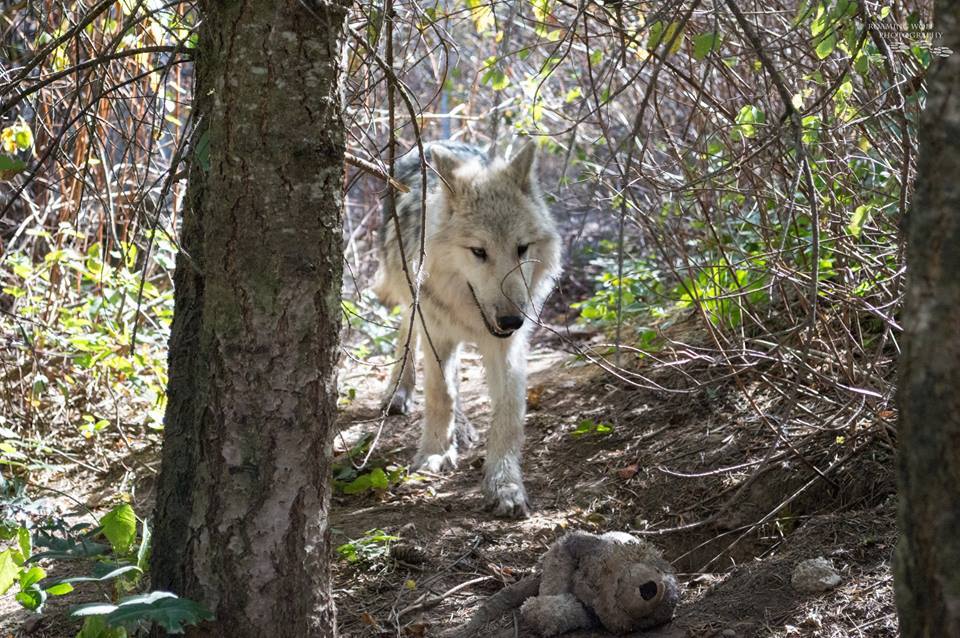 lonestray:  Flashback of 5-month-old Romeo with a gray wolf stuffie (via Roaming