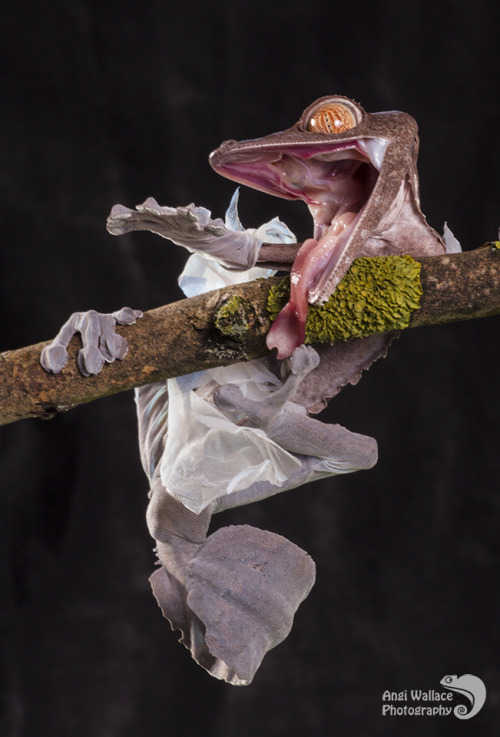 merswine: drunkatron: kaijutegu: end0skeletal: A leaf-tailed gecko shedding and eating his skin by A