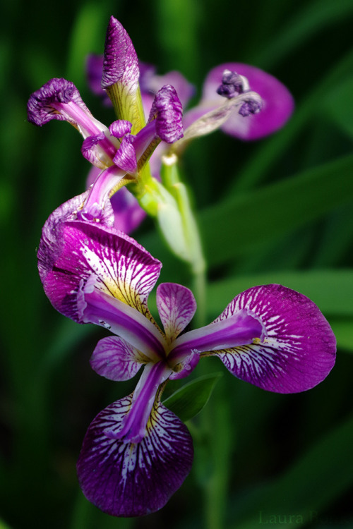 Iris02-06-2017 / RUB, botanical garden