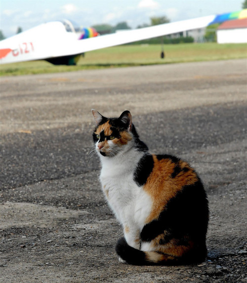 The Three Colors Cat of France’s Strasbourg-Polygone Airport(via papirazzi)