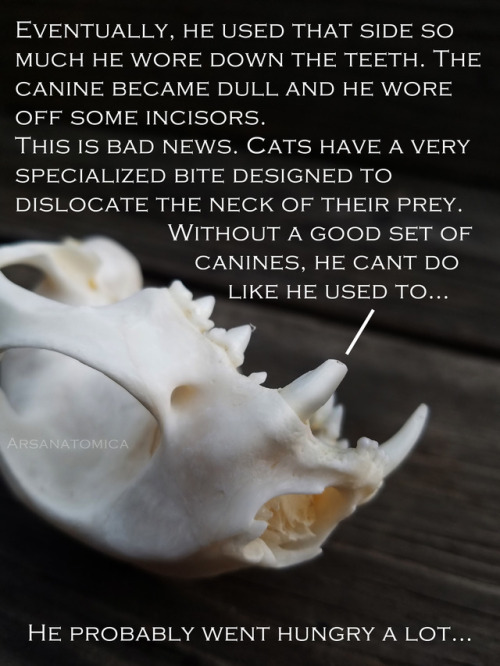 therestlesswitch: formaldehund: arsanatomica: Bones are interesting because you can sometimes read t