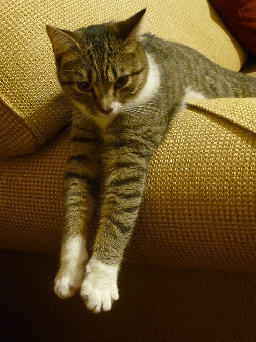 derpycats:  One of three orphaned kittens I adopted last April.  They developed