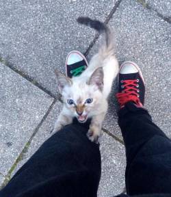 catsbeaversandducks:  Man Captures Moments of Him Being Chosen by a Tiny Stray in the Park “Please adopt me! Take me home with you! Pleeeease!” Video HERE Photos/video by @Kawasaki_Hina - Via Love Meow 