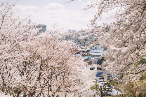 2022-04-02Spring, Cherry BlossomCanon EOS R3 + RF50mm f1.2LInstagram  |  hwantastic79vivid