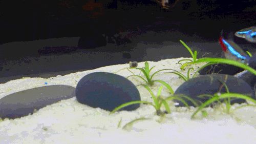 artintheart:Some gifs of my work tank After I redid it!  Looking SUPER crystal clear, of course look