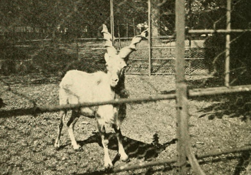 Markhor, or screw horn goat, Jardin des Plantes, Paris, early 20th century(source: Charles Victor Al