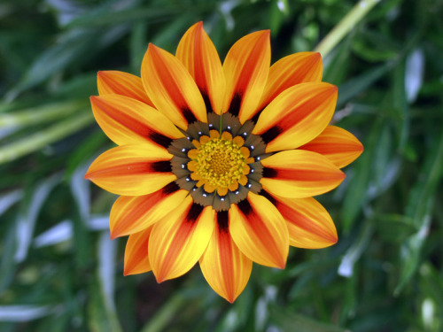 ASTERACAE FAMILY(sunflower): Look simple but are one of the most complex plants from an evolutionary