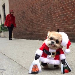 marniethedog:  Bringing home snax 