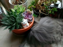 90377:  spirit-healing:  90377:  carl and my new succulents  crystal and nature healing  no, this is carl and my new succulents 
