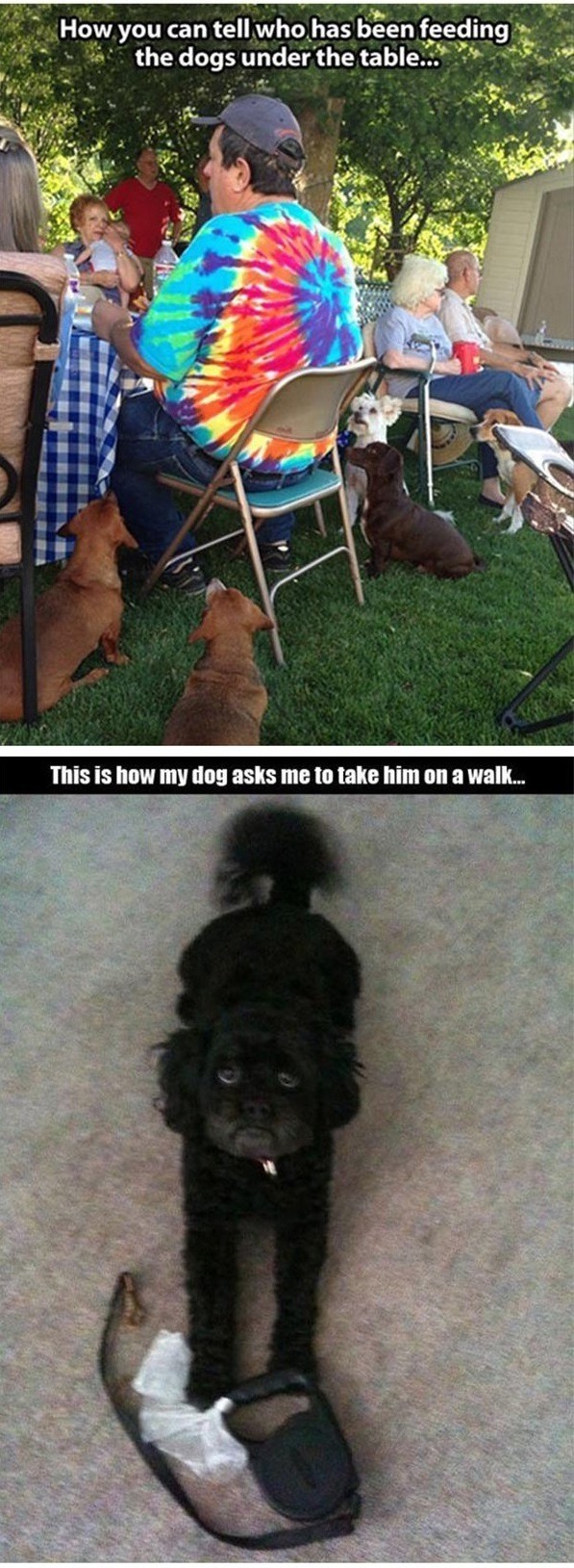 lol-caster:    Dog Owners Will Understand   