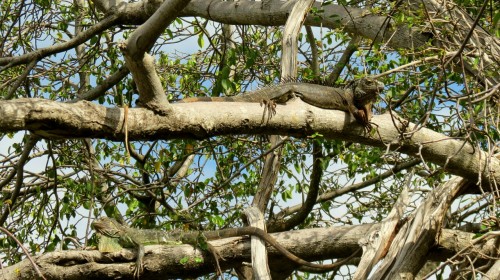 Hanging in the trees Leguan, St.Maarten, Carribean 2016