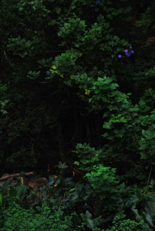 nil-a-lin:  Rainforest - own 