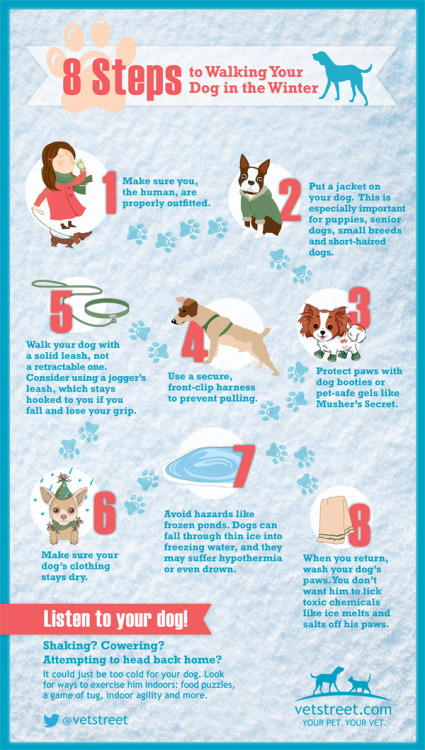 lakenormanhumanenc: Winter Dog Walking Tips Lake Norman Humane 